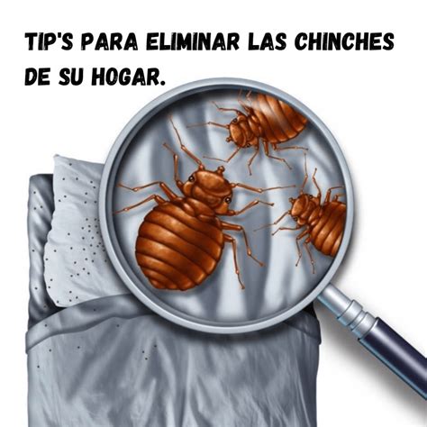 Chinches asesino la guía para el tratamiento de chinches de cama trampa para chinches trampas de chinches funda de colchón. - Frommer s maryland delaware frommer s complete guides.